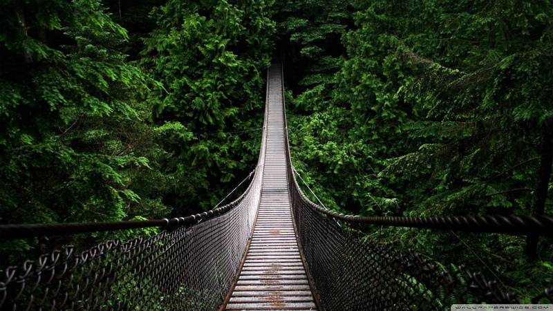 nature, Venezuela, trees, green, 1080P, forest, landscape, vintage, bridge