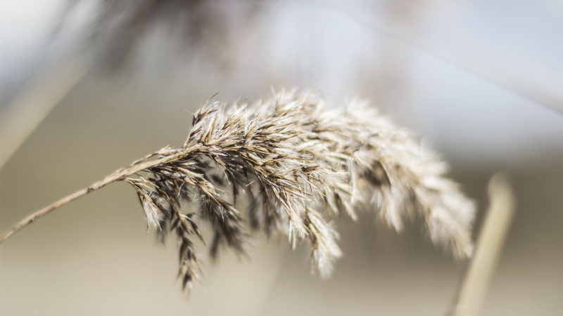 growth, dried plant, 1080P, wheat, no people, agriculture, px, white color, beauty in nature, leaves, focus on foreground, depth of field, field, hd, macro