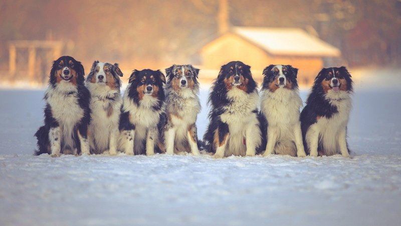 x, hd, dog, animals, ducks, px, 2048x1152 px, snow, 1080P, art, Winter