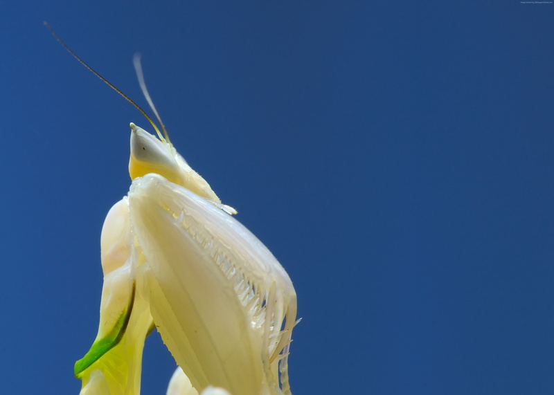 no people, animal themes, drink, freshness, blue background, Orchid mantis, Mantis, one animal, alcohol, studio shot, colored background, food and drink