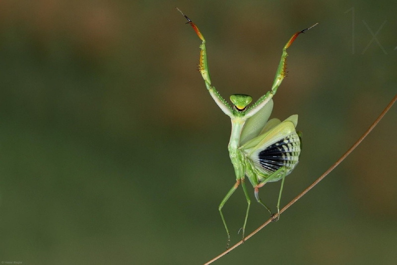 animal themes, green color, insect, Religieuse, nature, animals in the wild, outdoors, focus on foreground, close-up, Mante, animal, mantis, animal wildlife