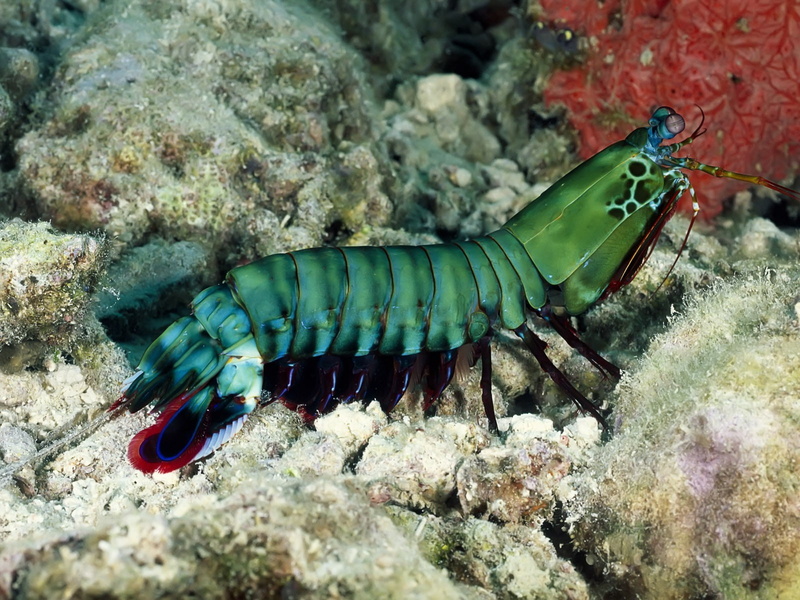 creature underwater nature mantis shrimp, animal wildlife, rock, animal, animals in the wild, water, one animal, undersea, sea, no people, animal themes