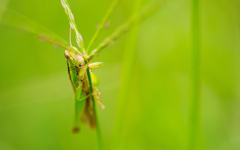 blade of grass, leaf, selective focus, animals in the wild, growth, insect, animal wildlife, one animal, animal, invertebrate, nature, 2K, day, beauty in nature