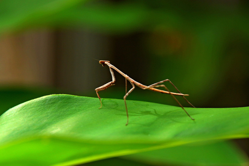 plant part, Bug, Stick Insect, carnivore, animal wildlife, mantis, insect, animal, no people, macro, close-up, selective focus, invertebrate, leaf, green Color