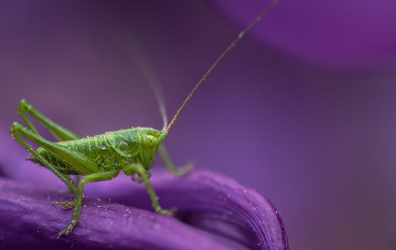 invertebrate, outdoors, insect, animal themes, animal antenna, close-up, freshness, plant part, animal wildlife, animals, nature, grasshopper, animal body part