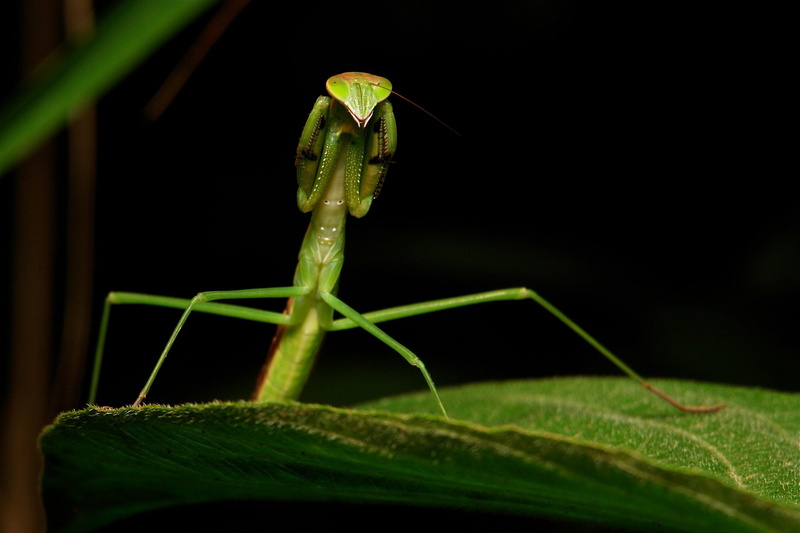 animals in the wild, green color, praying mantis, black background, mantis, insects, plant, studio shot, Mante, outdoors, one animal, 1080P, no people