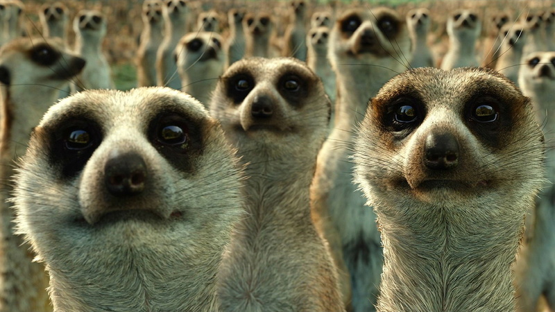 meerkat, ocean, 1lifepi, 1080P, family, Voyage, fantasy, life, predator, of, 3, Friend, d, sea, drama, pi, Shipwreck, adventure, animation, Tiger