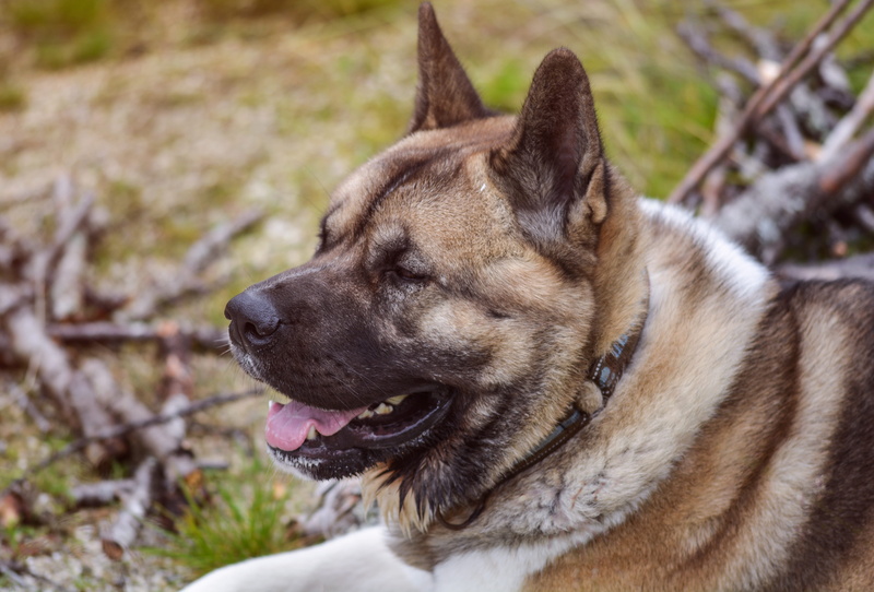 nature, no people, animal themes, facial expression, akita, mammal, outdoors, focus on foreground, holiday, 4K, journey, close-up, looking, tourist, pet