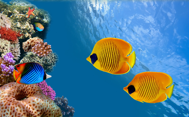 beauty in nature, undersea, Fish, sea life, animals in the wild, Aquarium, nature, Ocean, Sea, no people, swimming, ecosystem, 5K, group of animals, coral