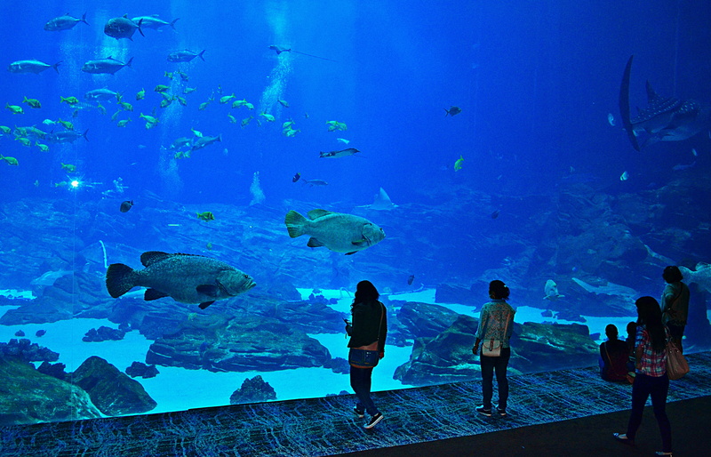 tank, blue, watching, swimming, seascape, animal wildlife, marine, fish, large group of animals, water, outdoors, underwater, sea life, tourism, georgia
