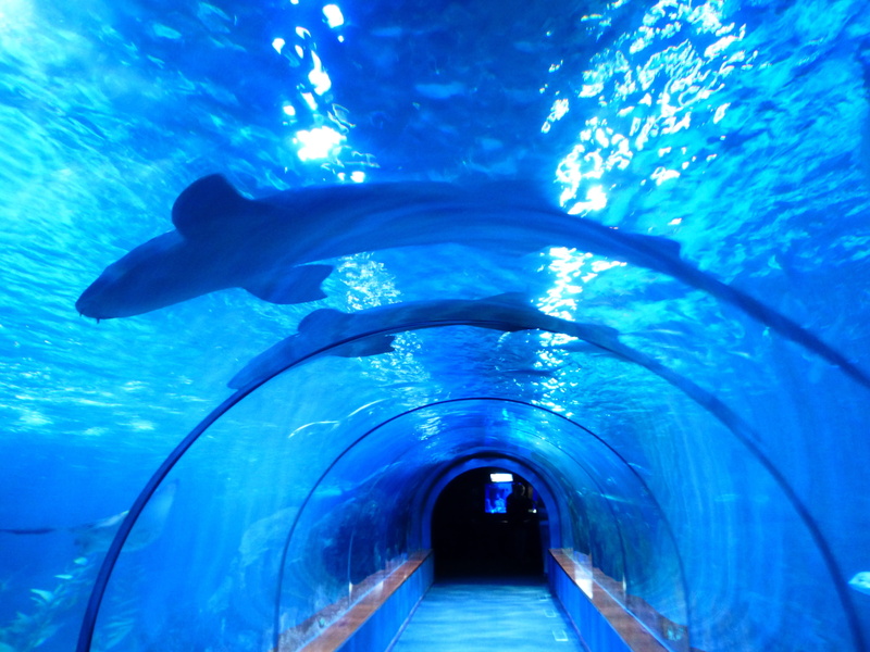 blue, 4K, dark, swimming, water, no people, marine, sea life, underwater, shark tank, Aquarium, animal, nature, Sharks, animals in captivity, animal wildlife