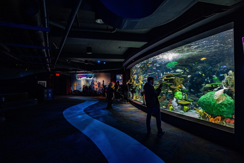 real people, inside, aquarium, looking, women, person, building, illuminated, leisure activity, sea, human, ceiling, dock, water, group of people, glass - material