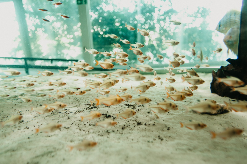 peixes, no people, flooring, group of animals, aquarium, fish, ocean, water, reef, blossom, petal, selective focus, aquario, animal themes, animal
