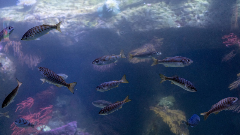amphiprion, aquarium, sardine, animal, tank, sea, tuna, bird, vertebrate, no people, animals in the wild, herring, large group of animals, animal wildlife