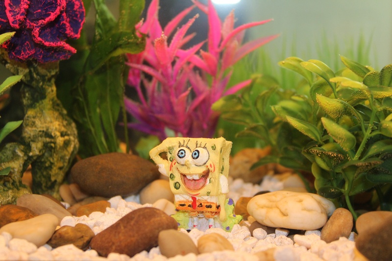 day, photo, art and craft, fish tank, animal, close, yellow, marine, text, aquatic, close-up, indoors, aquarium, toy, tank, leaf, squarepants, still life