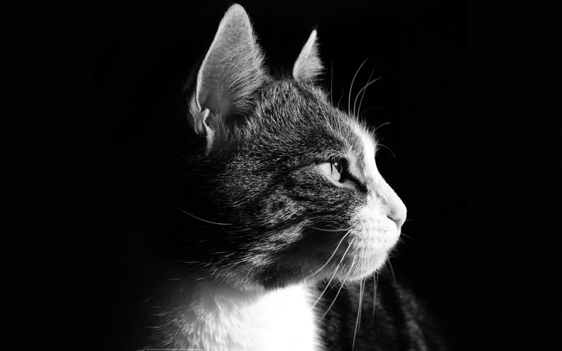 looking away, vertebrate, cute, face, black background, gray, looking, 1080P, profile view, portrait, profile, feline, mammal, kitten, animal, young Animal