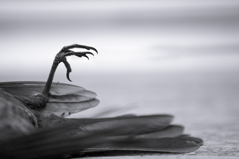 Death, Protest, 4K, gray, concrete, photography, Bird, grayscale, nature, last, surface