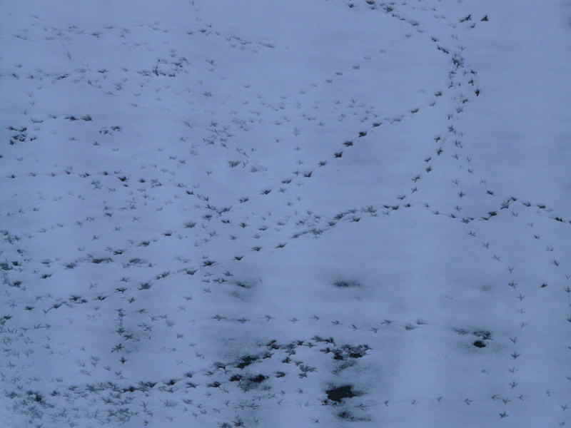 cold temperature, thawing, outdoors, footprint, frozen, tranquility, traces, vertebrate, winter, white, animal, cold, tranquil scene, bird footprint, perpusillus