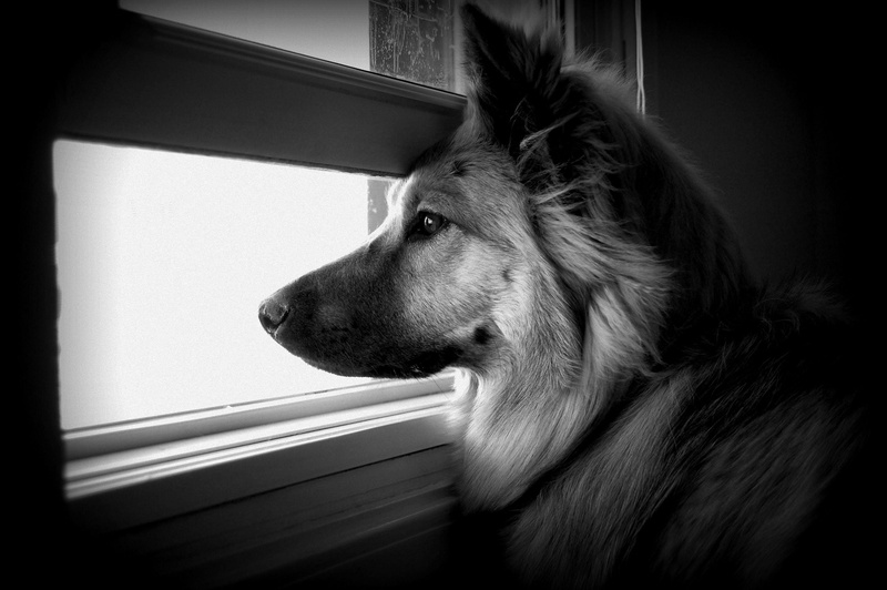 animal body part, window, cute, animal Head, german Shepherd, photography, 2K, loneliness, portrait, side view, large, grayscale, animal, black And White