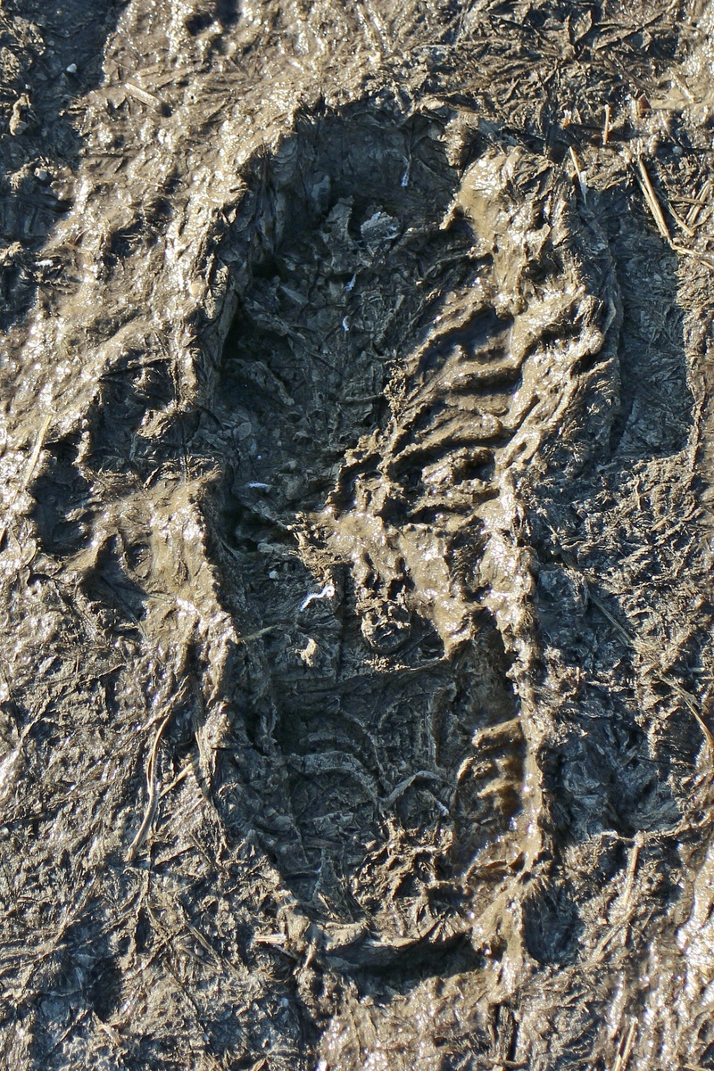 full frame, mud, eroded, rock, solid, rock - object, high angle view, fossil, pattern, 2K, reprint, textured, sunlight, footprints, rock formation, backgrounds