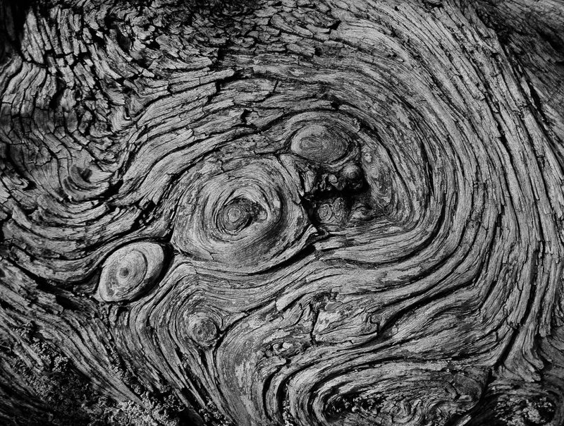 trunk, grayscale, close-up, plant, photography, 2K, decoration, bark, concentric, Black And White, Tree, tree trunk, wooden, full frame, Texture, day
