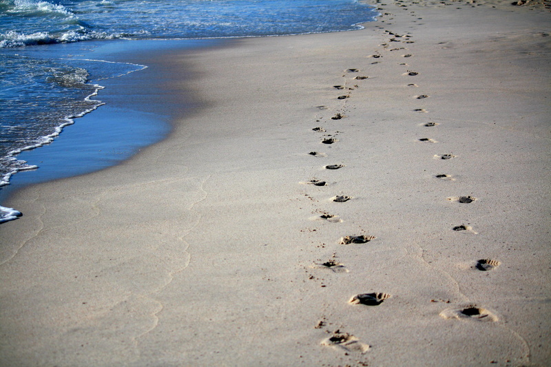 sand, traces, tranquil scene, ocean, 4K, shore, sunlight, nature, tranquility, day, paw print, footprint, water, land, scenics - nature, summer, coastline