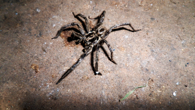 day, animals in the wild, 4K, outdoors, high angle view, arachnid, bugs, animal, animal themes, no people, nature, sand, one animal, Eight Legs, animal wildlife