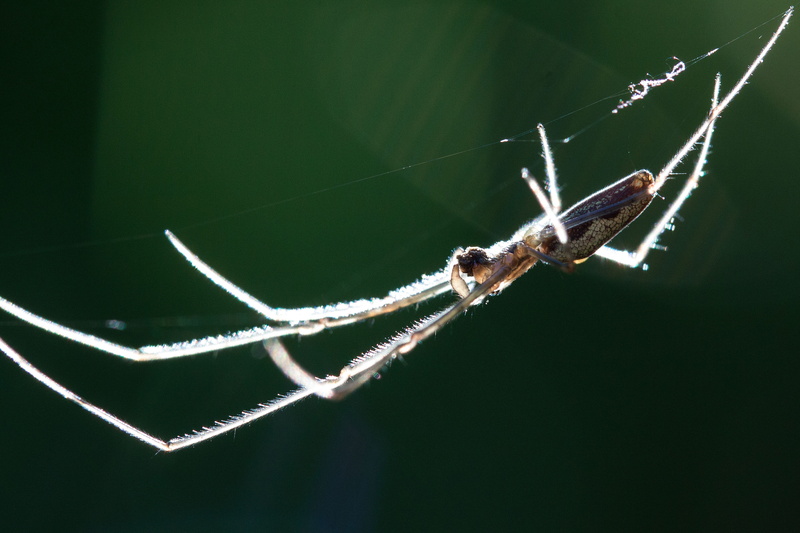 outdoors, Spider, web spider, loot, abdomen stalked, sport, hairy, focus on foreground, one animal, Tetragnatha Extensa, arthropod, green color, close-up