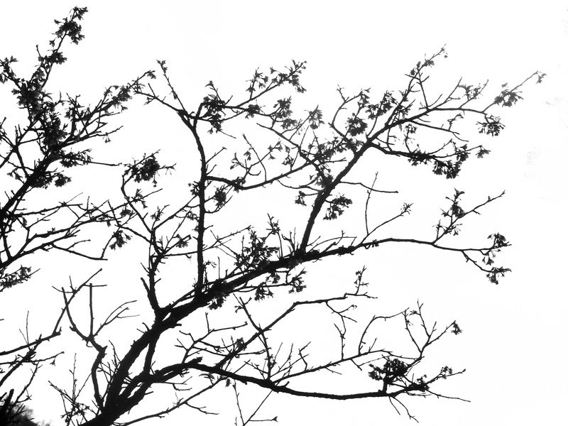 china, white, outdoors, clear sky, beauty in nature, white sky, ink, scenics - nature, sky, plant, non-urban scene, bare, branch, animals in the wild, tranquil scene