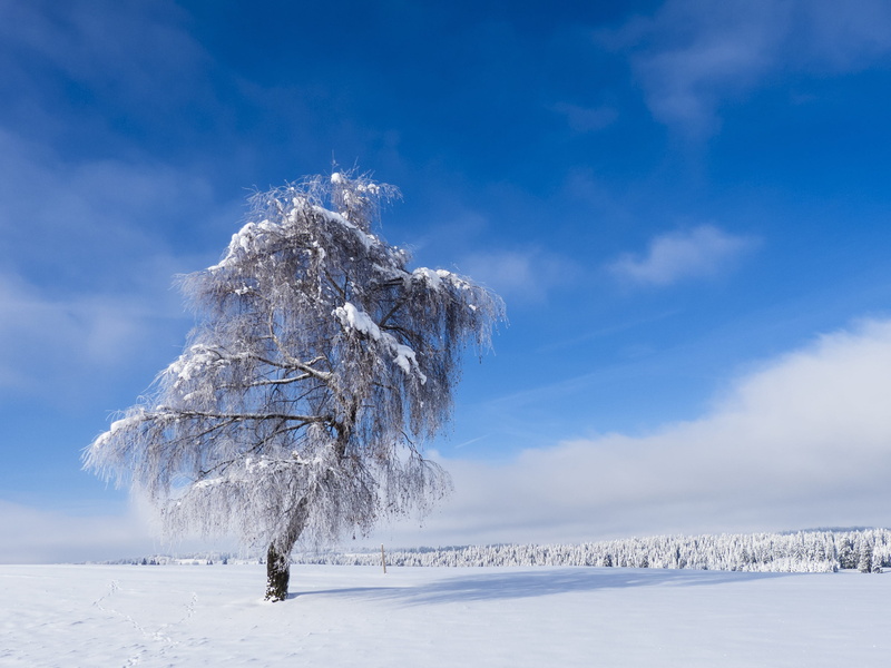 forest, nature, landscapes, Tree, winter, snowing, land, sky, cloud - sky, environment, frost, frozen, Wintry, no People, beauty In Nature, covered, season