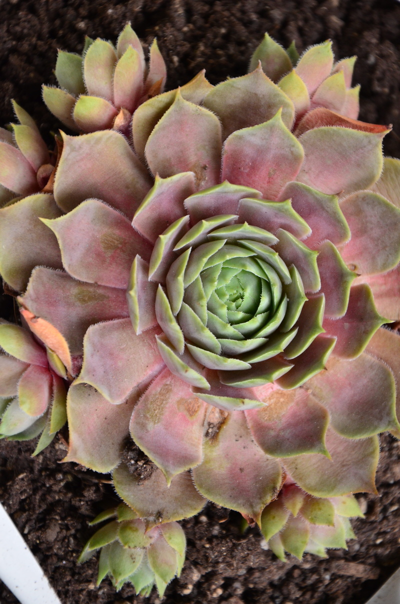 wellbeing, directly above, natural pattern, houseleek, freshness, succulent plant, leaf, green color, no people, beauty in nature, artichoke, vegetable