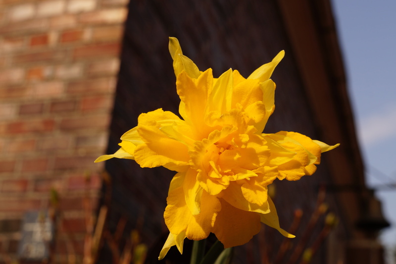 flower, freshness, holland, spring, flowering plant, outdoors, beauty in nature, plant, bloom, special crossing, daffodil, brick, vulnerability, narcissus