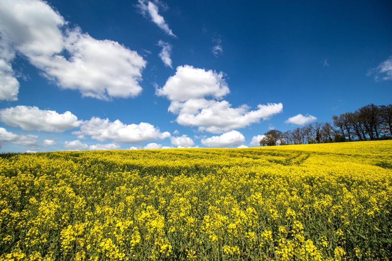 hiking, canola, landscaped, spring, horizon Over Land, environment, growth, 5K, Field, nature, green Color, flower, springtime, field of rapeseeds, rare plant