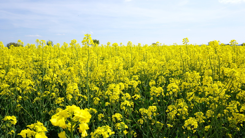 plant, tranquility, 5K, farm, Sky, Field, fragility, rape blossom, yellow, crop, landscape, Nature, springtime, Oilseed Rape, flowerbed, scenics - nature
