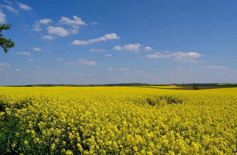 harvest time, tranquility, harvest, yellow, Field, arable, rural, agriculture, blue, nature, flower, environment, farm, tranquil scene, land, field of rapeseeds