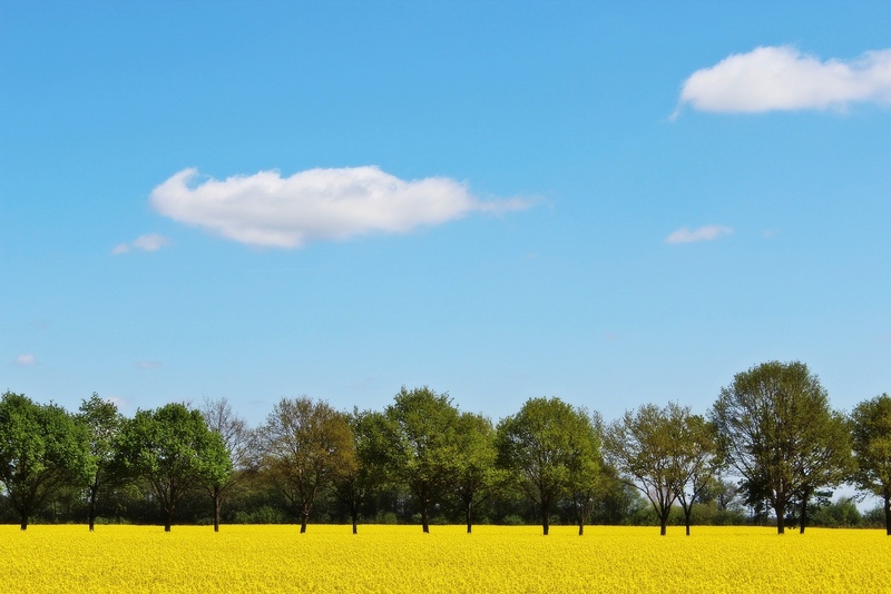 tranquility, tree, rural, environment, arable, growth, plant, photography, beauty in nature, sky, 1080P, landscape, bright, trees, rapeseed oil, field of rapeseeds