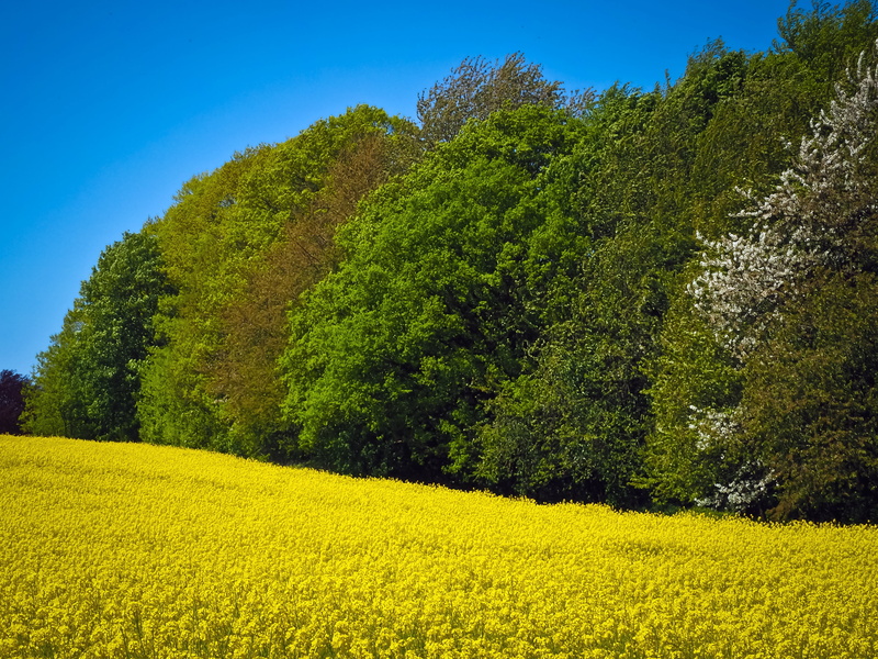 scenics - nature, oilseed Rape, nature, rare plant, no people, 4K, rural, landscape, trees, tranquility, plant, bloom, fields, meadow, forest, environment