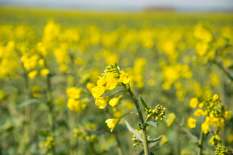 day, agriculture, 5K, crop, freshness, green Color, flower, Oilseed Rape, field of rapeseeds, plant, farm, rapeseed oil, no People, rape blossom, springtime