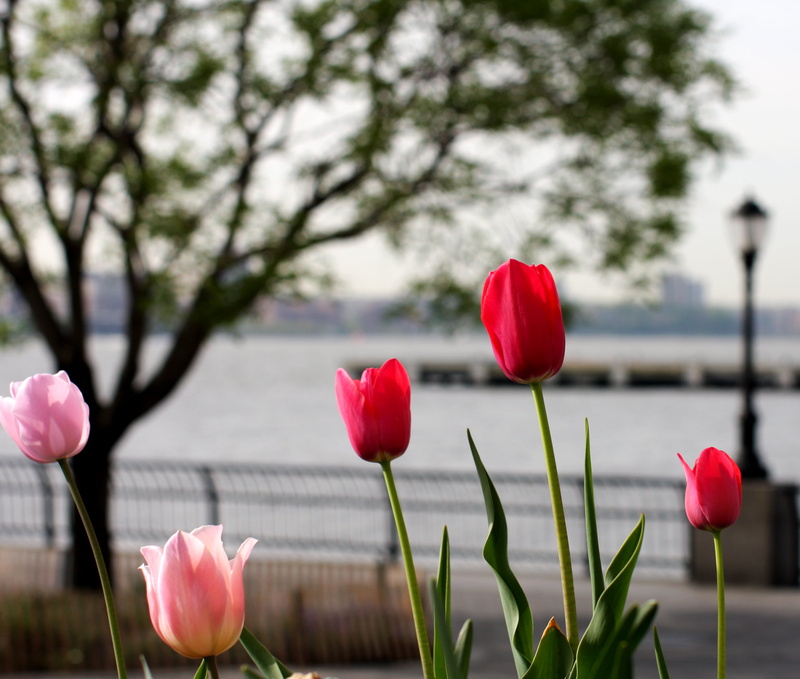 nature, SF, i will, judge, jersey, pink, pink  salmon, new york  new  york, california  street, hudson  river, tulips, red, river, 2K, flower, hudson river