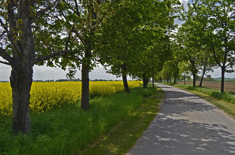 arable, summer, mood, tranquil scene, footpath, fruit trees, green, field, hiking, treelined, walk, oilseed rape, 2K, plant, grass, scenics - nature, cereal fields