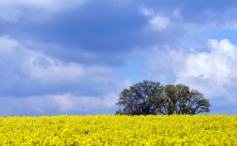 scenics - nature, crop, field, bloom, springtime, 5K, sky, outdoors, spring, nature, tranquil scene, landscape, scenics, blue, horizon over land, land