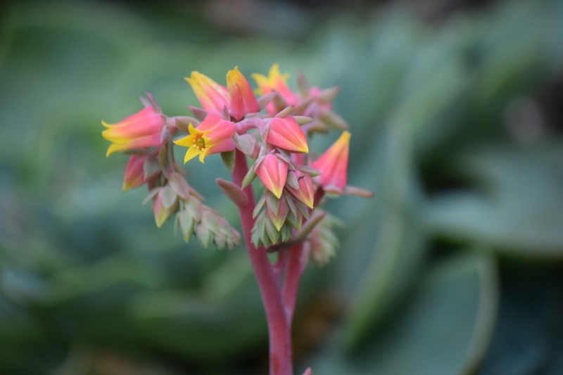 flower, no people, pink color, inflorescence, succulent plant, vulnerability, sepal, petal, outdoors, legoland, plant, billund, spring, leaf, close-up