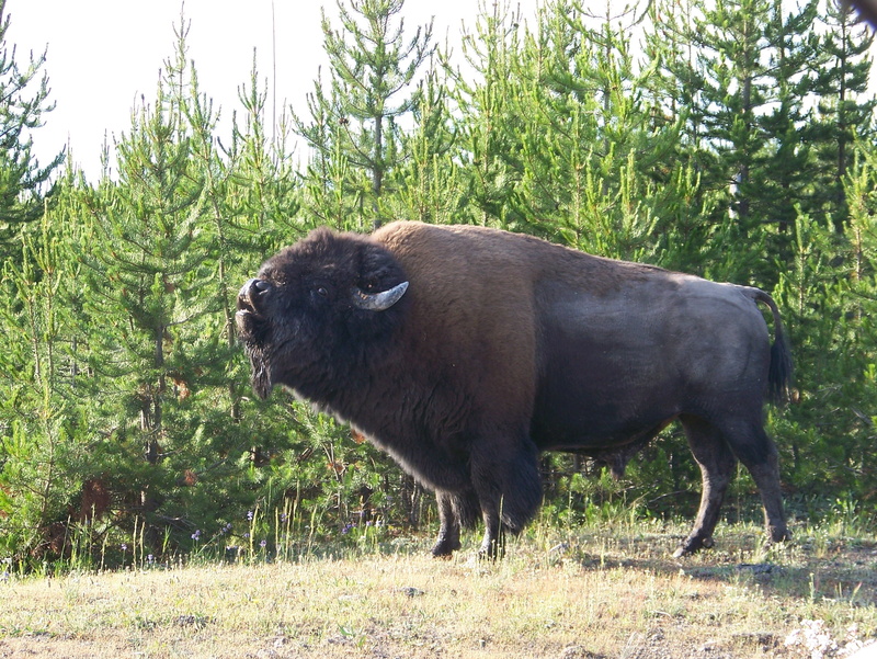 american Bison, day, standing, herbivorous, yellowstone National Park, animals In The Wild, wyoming, plant, horns, yellowstone, 2K, livestock, pets, one animal