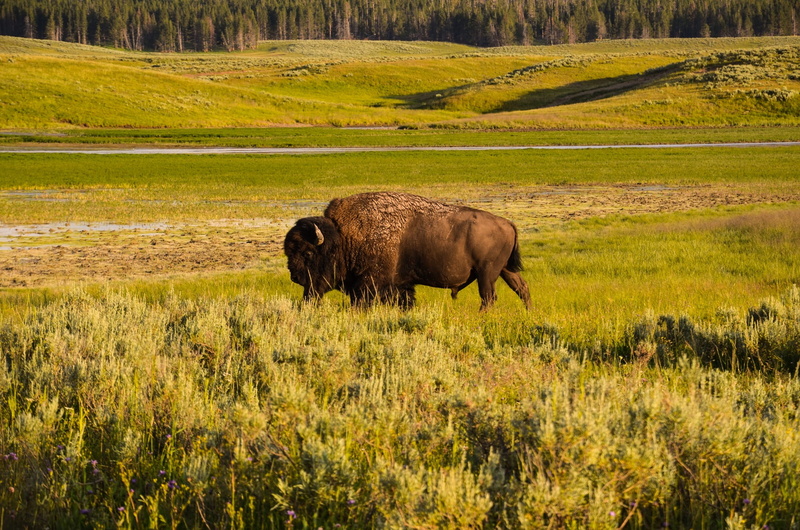 great plains, herbivorous, grass, animals in the wild, animal themes, agriculture, beauty in nature, buffalo, wild, 1080P, plant, no people, vertebrate
