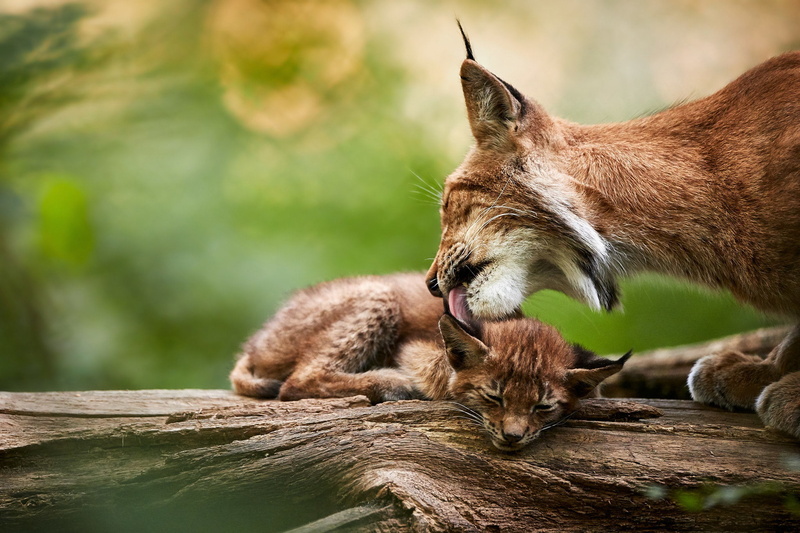 animals, 1080P, Lux (Animal), mammals
