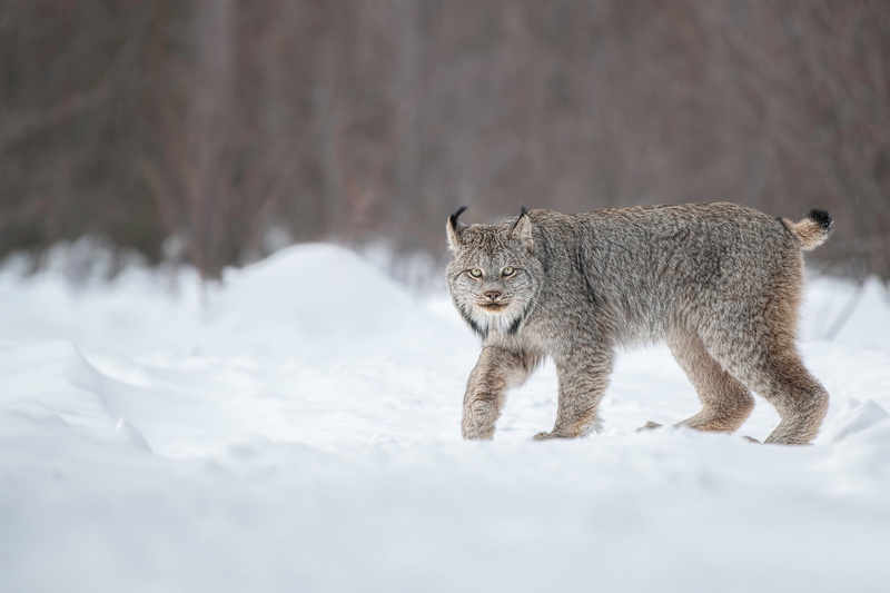 2K, Lux (Animal), big cats, snow, mammals, winter, animals