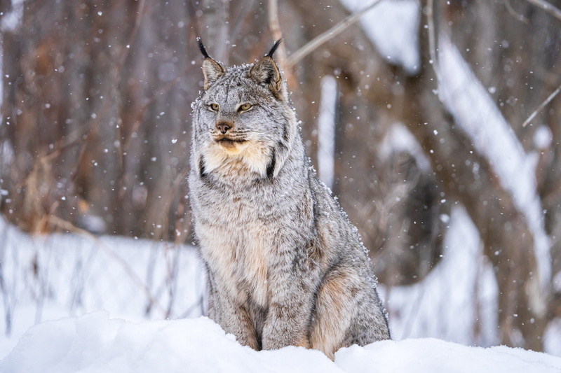 snow, wild cat, 1080P, nature, animals, winter, cold, big cats, Lux (Animal), mammals, cats