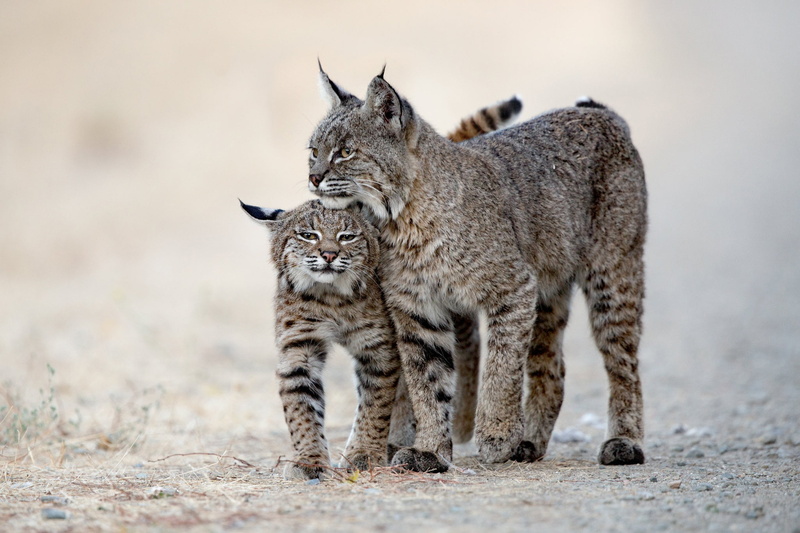 mammals, big cats, 1080P, Lux (Animals), animals