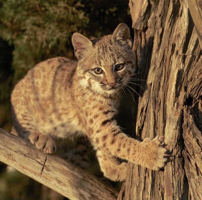 cats, Lux (Animal), 1080P, mammals, big cats, animals