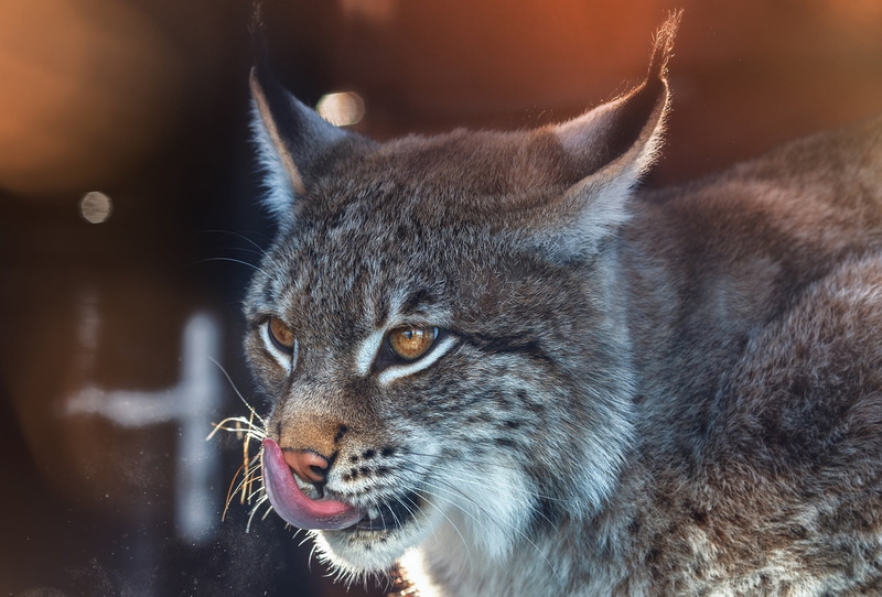 Lux (Animal), tongue out, 1080P, mammals, big cats, animals